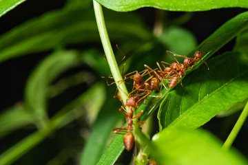 ants on leaf