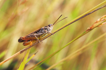 Nahaufnahme einer braunen Heuschrecke im Gras