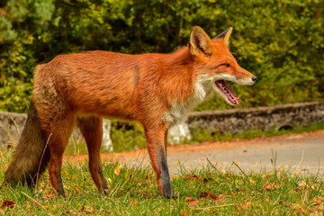 Red fox animal in wildlife vulpes 