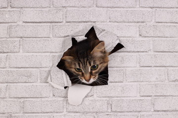 This funny kitten peeps out of a hole in the wall. Torn wallpapers and pet.