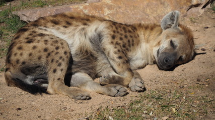 Animals closeup - Animal wildlife at the zoo