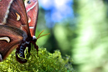 Closeup of Antenna sensillae of silk moth resting on lichen, Camp Connell, California 