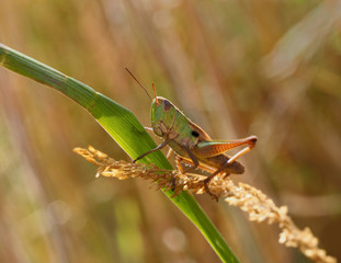 Nahaufnahme einer grünen Heuschrecke im Gras