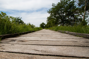 Holzweg im Moor