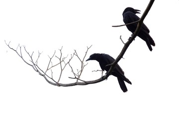 A pair of black crows sitting on dead tree branch,white isolated background with copy space