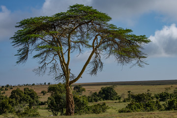 Yellow fever tree in the Masai Mara landscape