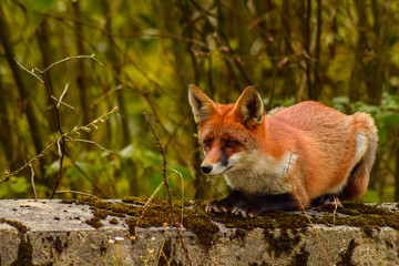 Red fox animal in wildlife vulpes 