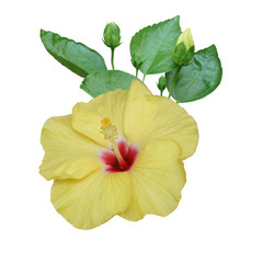 Light yellow hibiscus on white background with path