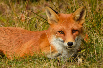 Red fox animal in wildlife vulpes 