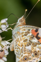 Vanessa cardui, known as painted lady feeding on a Asclepias syriaca, commonly called common...