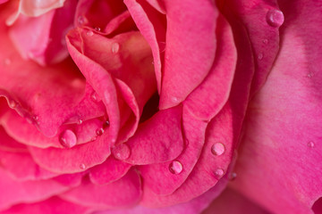 Purple rose flower with waterdrops close up