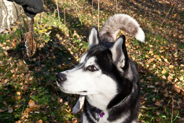 Naklejka na ściany i meble Dog breed Siberian Husky is looking at the mouse he caught