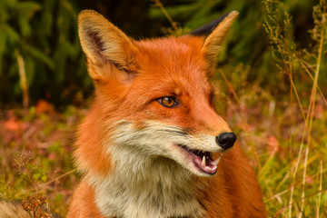 Red fox animal in wildlife vulpes 