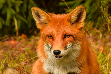 Naklejka na ściany i meble Red fox animal in wildlife vulpes 