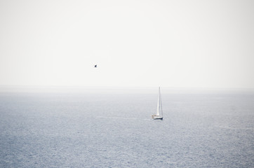 sailboat in the Pacific Ocean coast with a seagull