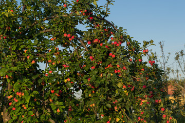Fototapeta na wymiar Red ripe small small rennet apples on an apple tree branch glow in the sun. Autumn harvest of apples on a background of green foliage and blue sky.