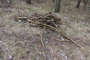 Fototapeta premium forest stumps and snags in spring