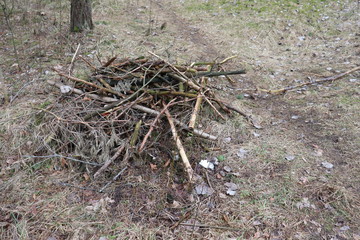 forest stumps and snags in spring