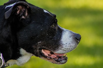 Pitbull Mixed Outside During Summer