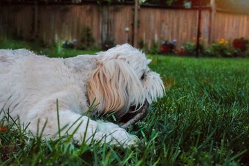 Lhasa Apso Chewing on a Stick