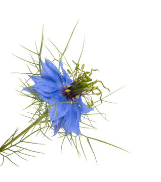 Nigella flower isolated