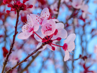 Cherry Blossom Flower