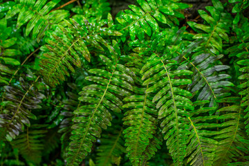 Fototapeta na wymiar the detail of tropic plant in a greenhouse
