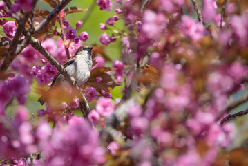 Cute little sparrow perching on a branch surrounded by colorful blossoms