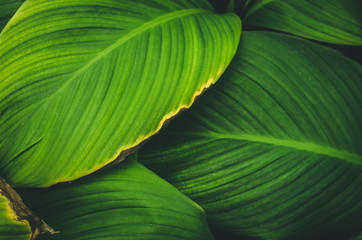 Colorful Abstract background and Texture of Leaf in Garden