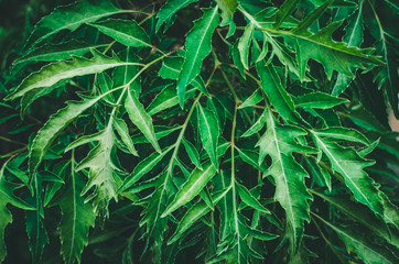 Colorful Abstract background and Texture of Leaf in Garden
