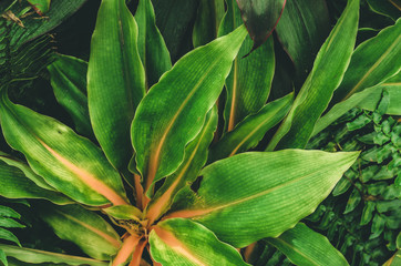 Colorful Abstract background and Texture of Leaf in Garden