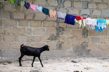 Village in Pwani Mchangani, Zanzibar, Tanzania