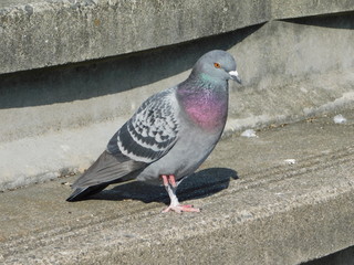 階段で片足立ちするドバト