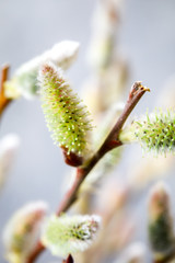 Willow blossoming. Symbol of spring and holiday.