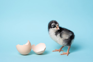 Little chicken with eggshell stands on blue background. Newborn bird