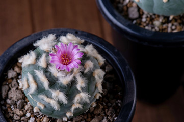 Close up of Lophophora fricii with a beautiful pink blooms