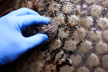 Cleaning a dirty oven pan with a metal sponge and detergent.