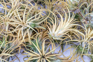 Tillandsia on white background.Close-up colorful flower of Tillandsia plant.