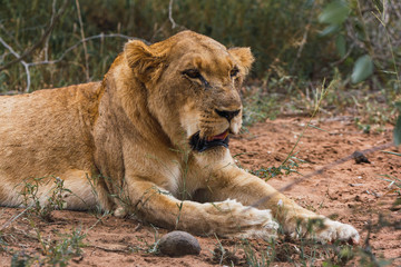 Fototapeta na wymiar Lion taking a rest