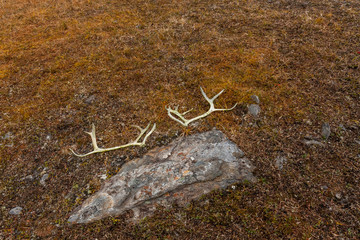 Reindeer horns on autumn grass high in the mountains.