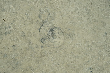 Marmorplatte mit Fossil (Ammonit)