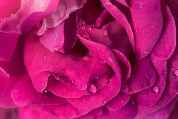 Beautiful purple rose flowerhead with waterdrops. Close up