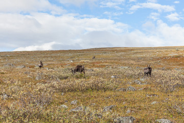 Walking along the Padjelanta in the Sarek National Park in northern Sweden. selective focus