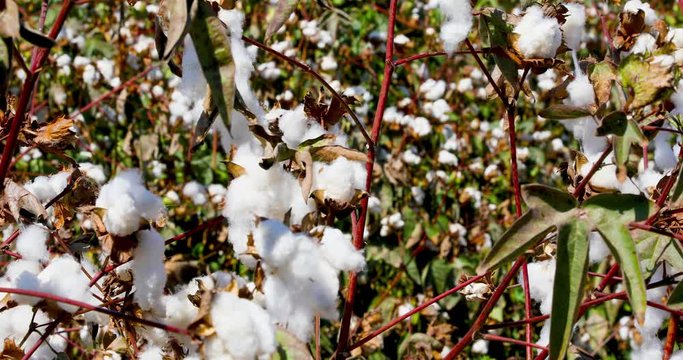 Close-up view as a camera moves at field of ripe cotton