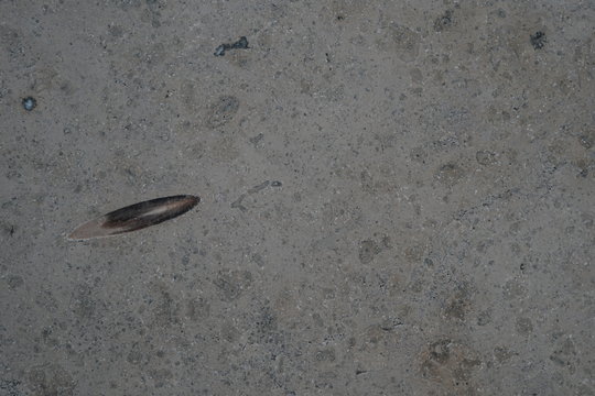 Marmorplatte mit Belemnit