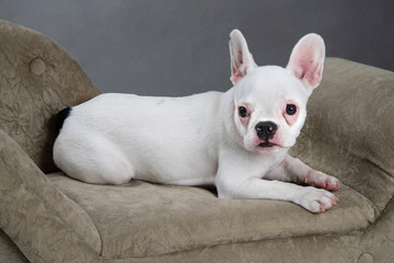 French Bulldog in the small armchair with grey background.