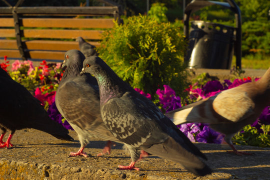 Black and grey pegions on the flower bed in the park.  Close up view