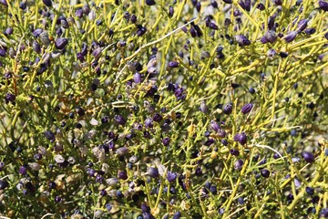 Displaying a multitude of vibrant and highly fragrant purple blooms as Winter wanes in Joshua Tree National Park is Turpentine Broom, Thamnosma Montana, a Southern Mojave Desert Native.