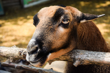 Fototapeta premium portrait of goat