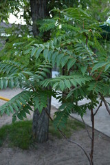 Fototapeta na wymiar green branches of acacia in the summer on the street, close-up
